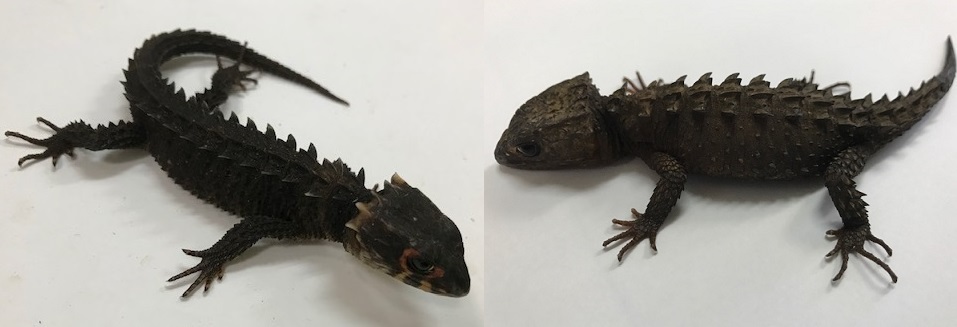 アカメとモトイ.jpg