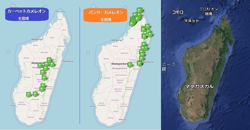 カーペット生息域.jpg