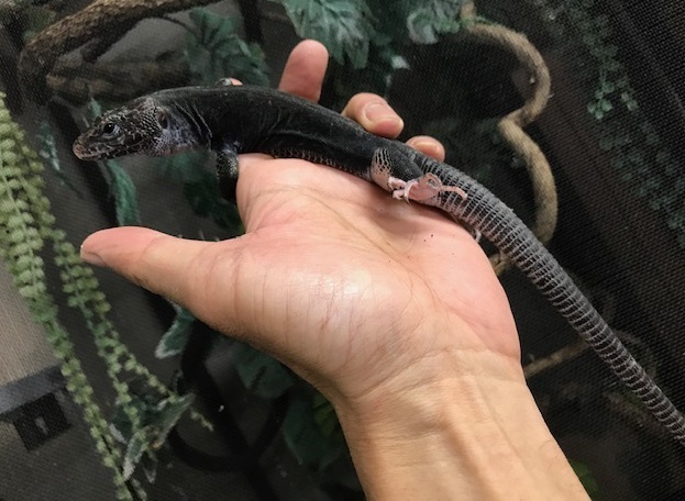 カナヘビ カメレオンハートの飼育 ブリード 入荷情報ブログ