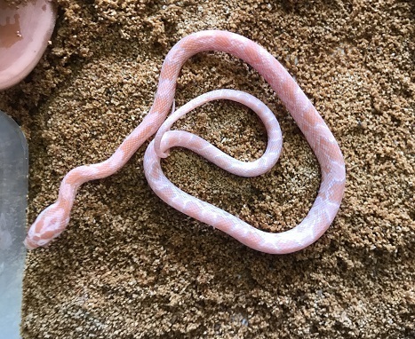 ピンクのヘビ カメレオンハートの飼育 ブリード 入荷情報ブログ