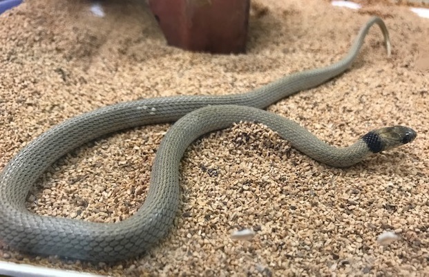 昆虫食の小さなヘビ カメレオンハートの飼育 ブリード 入荷情報ブログ