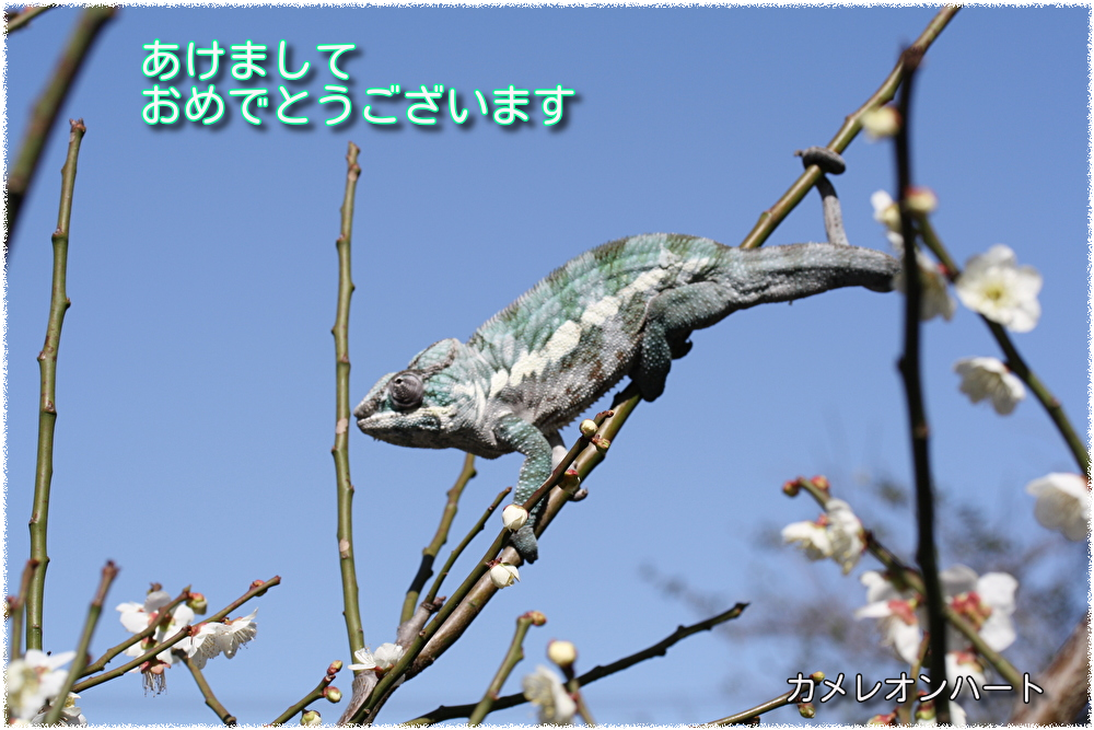 qOQFMTvvarIw1xf1609463467_1609463640.png